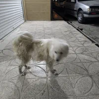 سگ سامویید گمشده|سگ|بهارستان, |دیوار