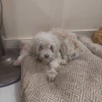 واگذاری سگ|سگ|اصفهان, مهدی آباد|دیوار