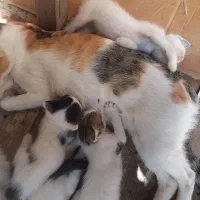 گربه