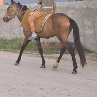 اسب نریان ۳ ساله