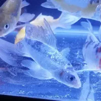 ماهی کوی سوپرباله|ماهی|اراک, |دیوار