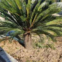 سیکاس/سیکاس بزرگ ۲۰ ساله