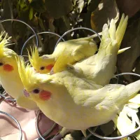 لوتینو کاملا زعفرونی