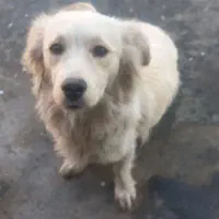 سگ ایشبیتز باردار