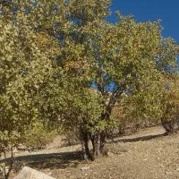 بلوط تازه حدود ۳ تن