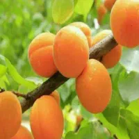 پیشفروش نهال زردآلو ملایر