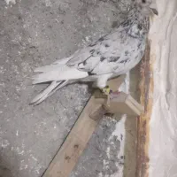 سار سرور رنجر|پرنده|شاندیز, |دیوار