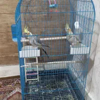 یک جفت عروس هلندی|پرنده|ساوه, |دیوار