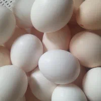 تخم مرغ نطفه دار به شرط