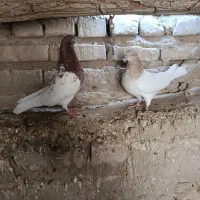 دو جفت کله ای|پرنده|هامون, |دیوار