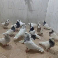 15عدد کبوتر طوقی|پرنده|صحنه, |دیوار