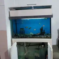 آکواریوم شرکتی|ماهی|شاهدشهر, |دیوار