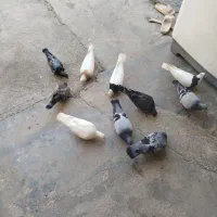 کفتر.کبوتر.فروش فوری