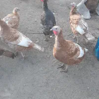 بوقلمون نر وماده