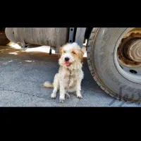 پاستیل|سگ|خوی, |دیوار