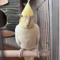 جفت عروس هلندی