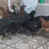 بچه خروس محلی مرغ باری،جوان،سالم