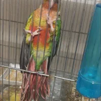 گرینچیک ۵ماه