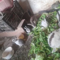 تعدادی خرگوش
