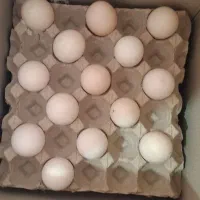 تخم مرغ گلپایگانی|خوردنی و آشامیدنی|قم, هفت تیر|دیوار