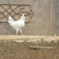 خروس