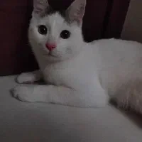 واگذاری گربه رایگان dsh فوری