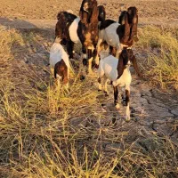 نر بز فروشی