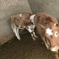 گوساله نر و ماده|حیوانات مزرعه|لالجین, |دیوار