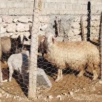 میش بره و بز آبستن داشتی