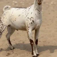 بز و اهویی