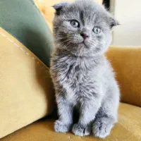 واگـذاری بچه گربه ن ژ ا د د ا ر