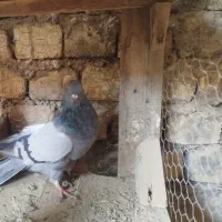 کبوتر اصفهانی