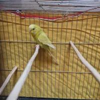 مرغ عشق ماده