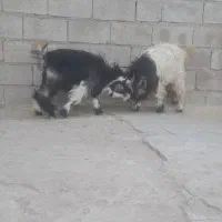 دوعدد بیگ نر پرواری آماده کشتار|حیوانات مزرعه|مسجد سلیمان, |دیوار