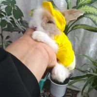 خرگوش های مینی لوپ عروسکی|موش و خرگوش|مشهد, چهاربرج|دیوار