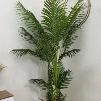 کنتیا
