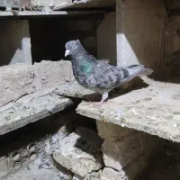 نر سمن کرز