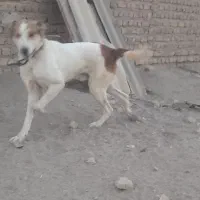 سگ نرسرابی|سگ|قم, کلهری|دیوار