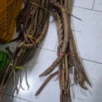 شاخه های درخت چنگل جنگلی|خدمات باغبانی و درختکاری|رشت, چله خانه|دیوار