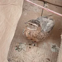 بلدرچین نر