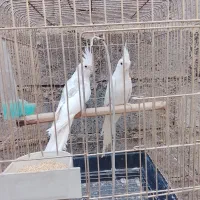 فروش دوجفت عروس هلندی دوکت پروانه ای