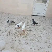 تعدادی کبوتر