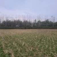 فروش ۵ هزار متر زمین کشاورزی|فروش زمین و ملک کلنگی|شفت, |دیوار