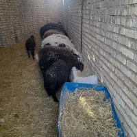 گوسفند بره نر و ماده