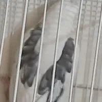 عروس البینیو لوتیتو بشرط قیمت مناسب|پرنده|مشهد, گلبرگ|دیوار