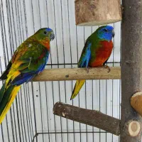 گلدین.قناری.فنچ.طوطی.شاه طوطی و آوازه خوان|پرنده|بندرعباس, |دیوار