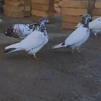 کبوتر گم شده