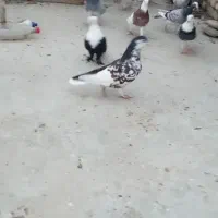 پرنده|پرنده|گنبد کاووس, |دیوار