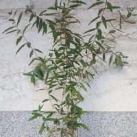 نهال انار