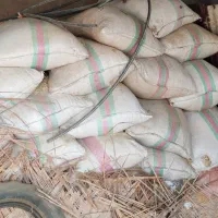 کاه تبن سوسنگر روستای حاجیه